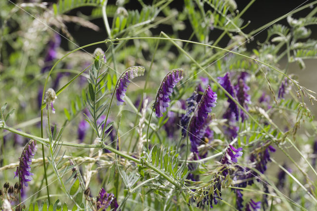 Bonte wikke s.l. (Vicia villosa)