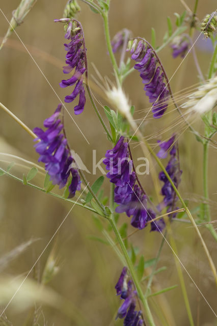 Bonte wikke s.l. (Vicia villosa)