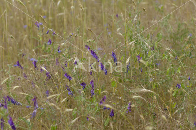 Bonte wikke s.l. (Vicia villosa)