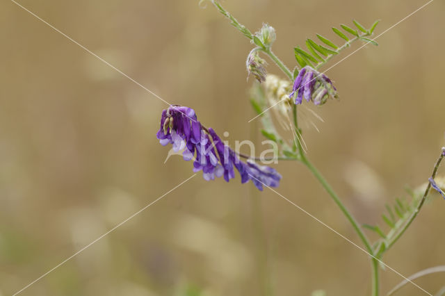 Fodder Vetch (Vicia villosa)