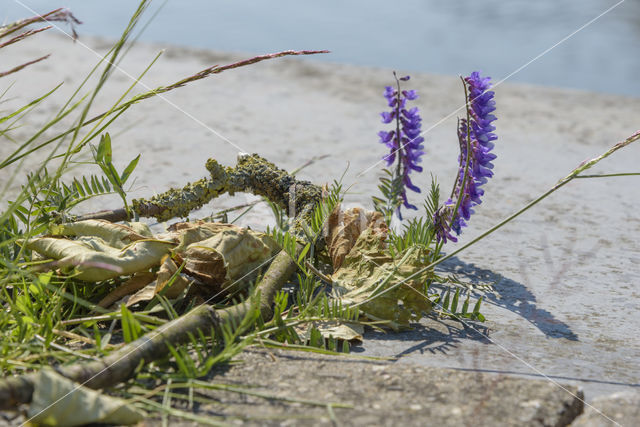 Fodder Vetch (Vicia villosa)