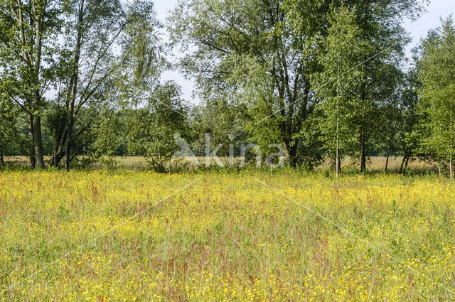 Meadow Buttercup (Ranunculus acris)