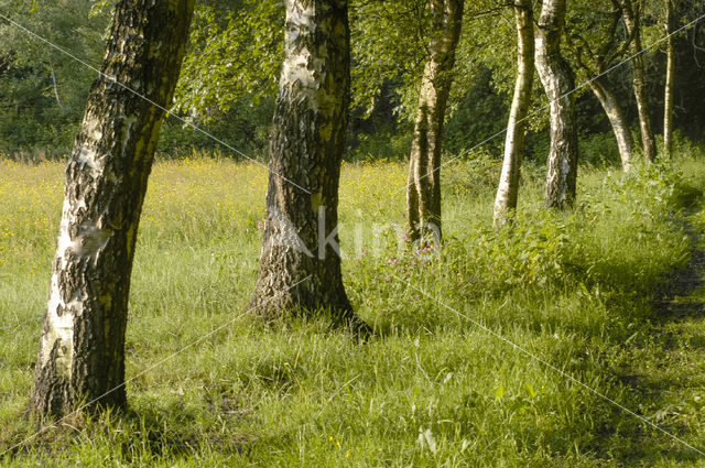 Birch (Betula)