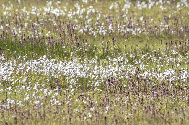 Veenpluis (Eriophorum angustifolium)