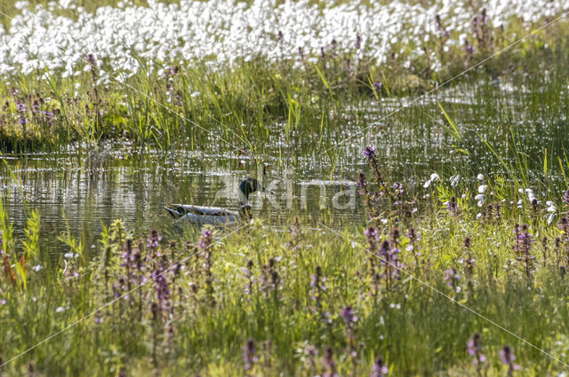 Veenpluis (Eriophorum angustifolium)