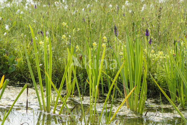 Greater Yellow-rattle (Rhinanthus angustifolius)