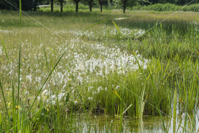 Veenpluis (Eriophorum angustifolium)