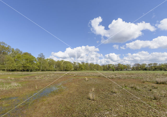 Lagieskamp Naardermeer