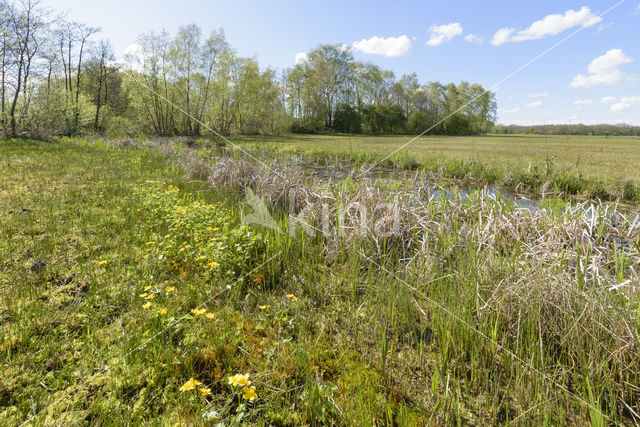 Marsh Marigold (Caltha palustris)