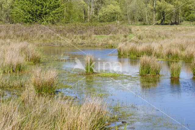 nature development