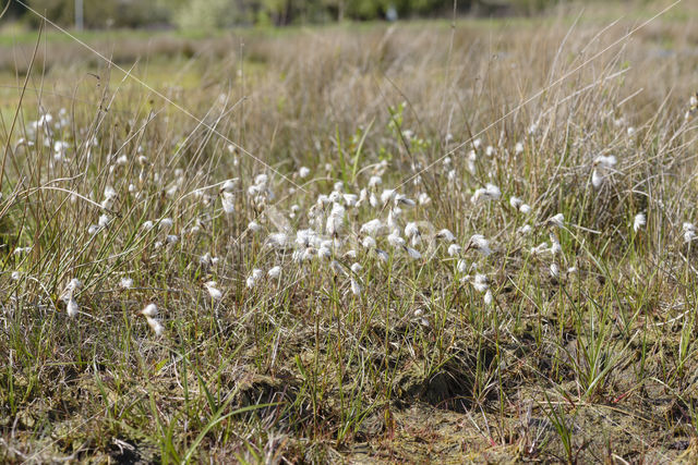 Common Cottongrass (Eriophorum angustifolium)