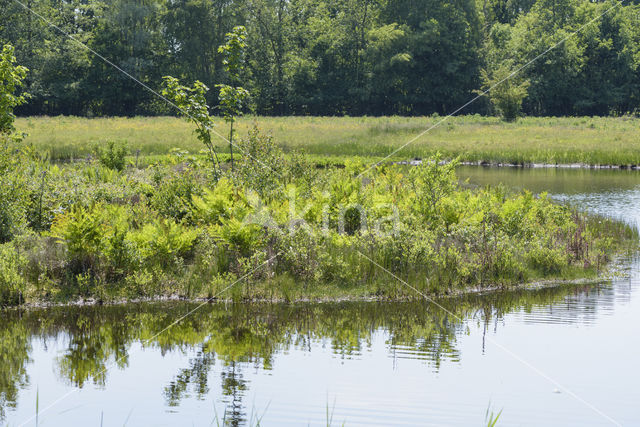 Lagieskamp Naardermeer