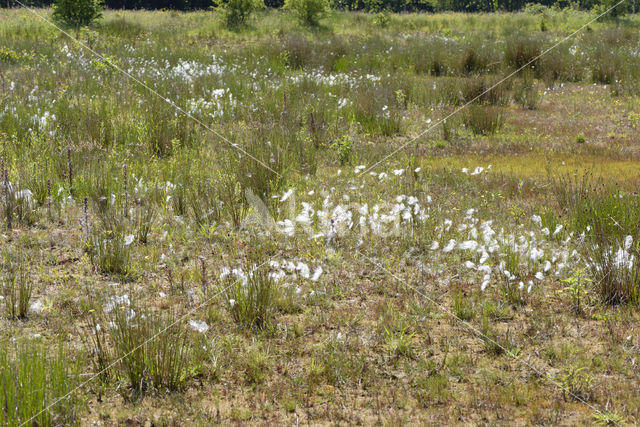 Veenpluis (Eriophorum angustifolium)