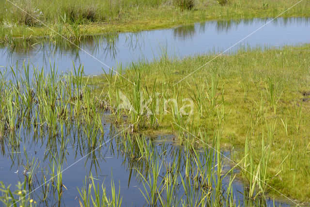 Lagieskamp Naardermeer