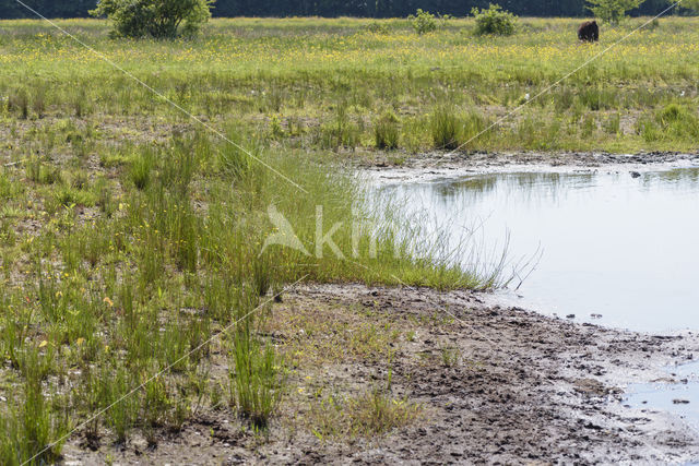 Lagieskamp Naardermeer