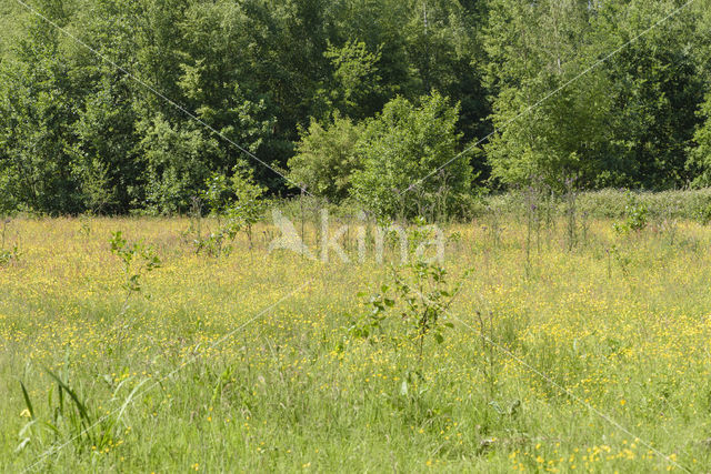 Lagieskamp Naardermeer