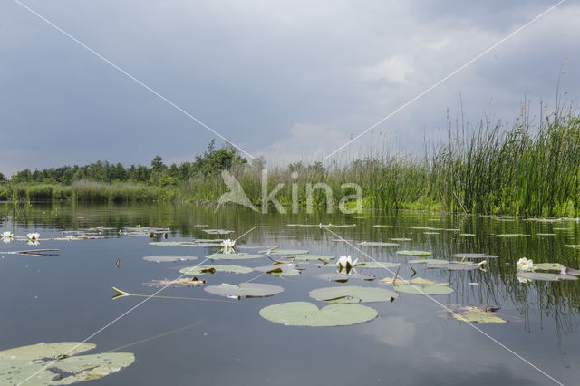 Witte waterlelie (Nymphaea alba)