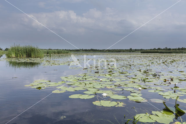 Naardermeer