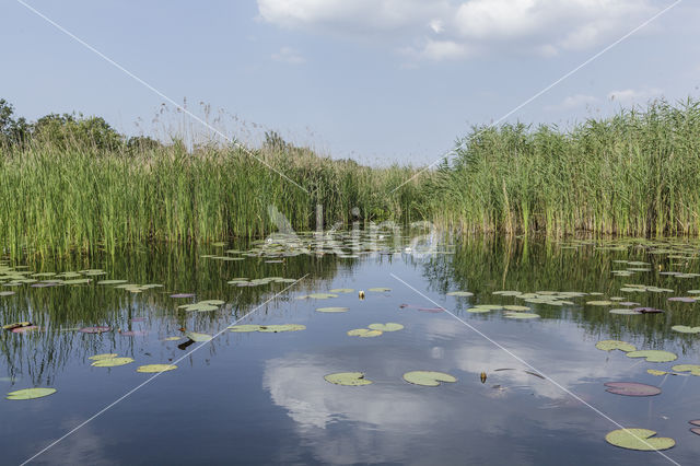 Naardermeer