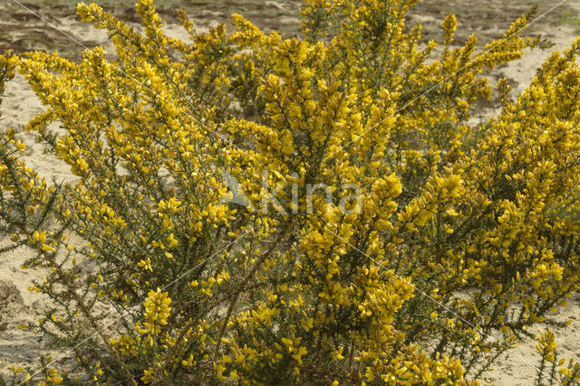 Common Gorse (Ulex europaeus)