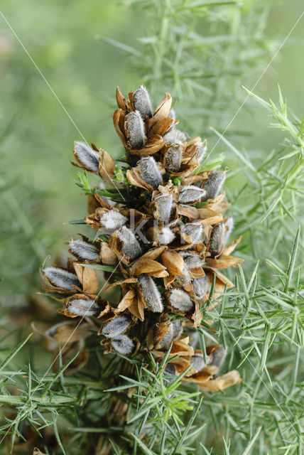 Gaspeldoorn (Ulex europaeus)