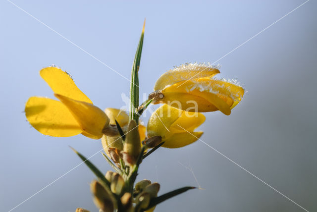 Common Gorse (Ulex europaeus)