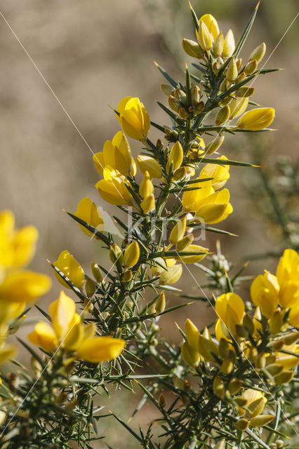 Gaspeldoorn (Ulex europaeus)