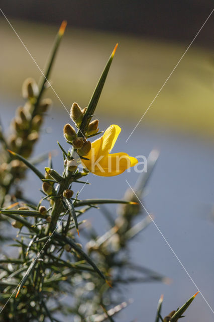 Common Gorse (Ulex europaeus)