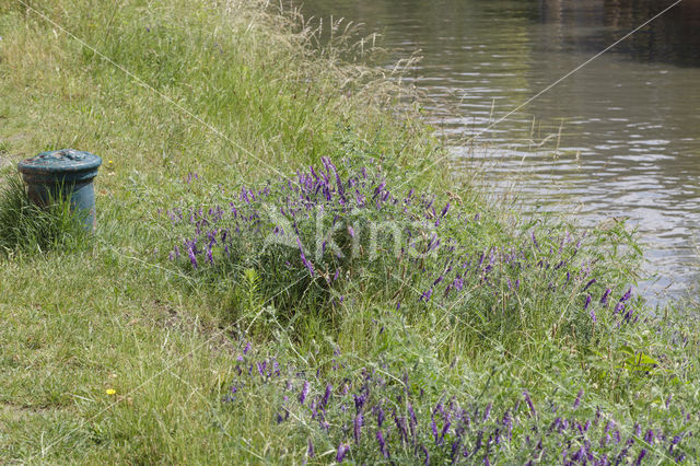 Bonte wikke s.l. (Vicia villosa)