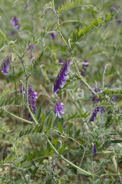 Bonte wikke s.l. (Vicia villosa)