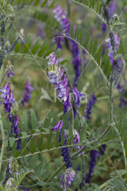 Bonte wikke s.l. (Vicia villosa)