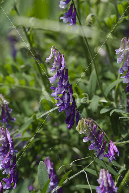 Bonte wikke s.l. (Vicia villosa)