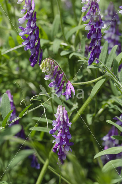 Fodder Vetch (Vicia villosa)