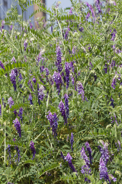 Fodder Vetch (Vicia villosa)