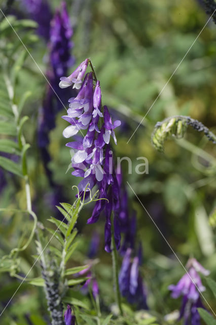 Fodder Vetch (Vicia villosa)