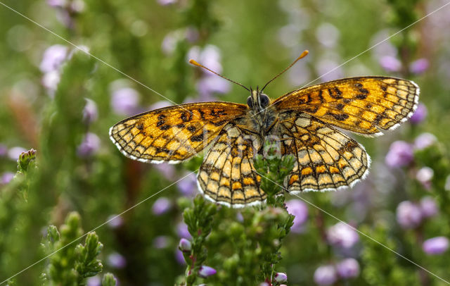 Westelijke parelmoervlinder (Melitaea parthenoides)