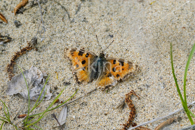 Grote vos (Nymphalis polychloros)