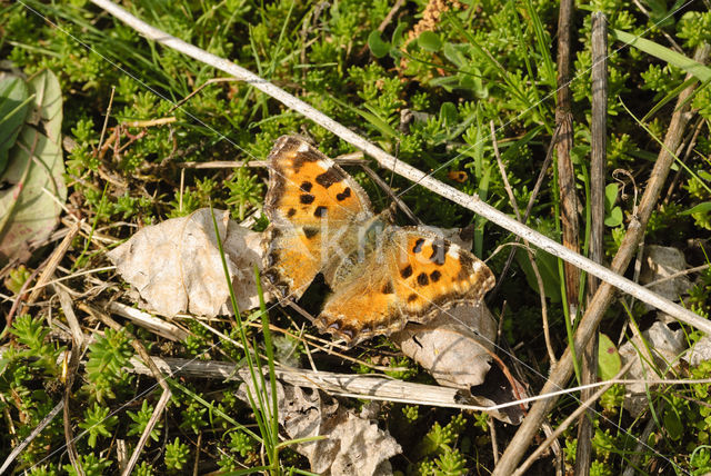 Large Tortoiseshell (Nymphalis polychloros)