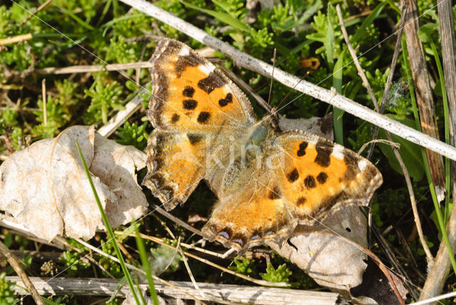 Grote vos (Nymphalis polychloros)