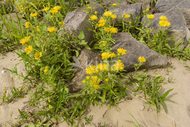 British Fleabane (Inula britannica)