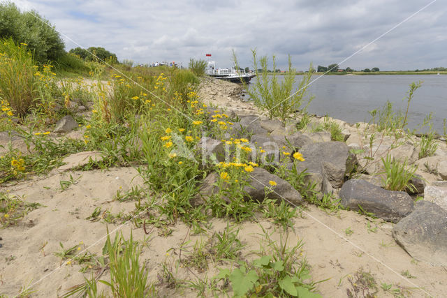 British Fleabane (Inula britannica)