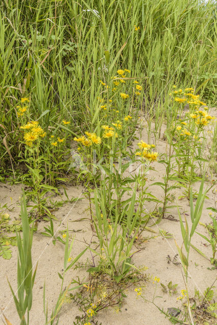 British Fleabane (Inula britannica)