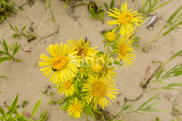 British Fleabane (Inula britannica)