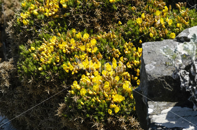 Western Gorse (Ulex gallii)