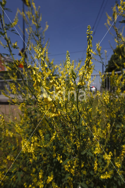 Citroengele honingklaver (Melilotus officinalis)