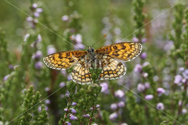 Meadow Fritillary (Melitaea parthenoides)