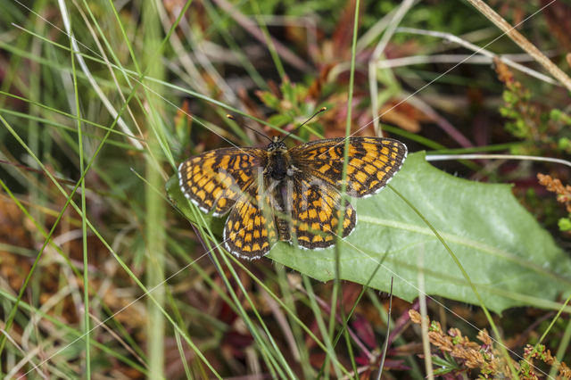 Meadow Fritillary (Melitaea parthenoides)