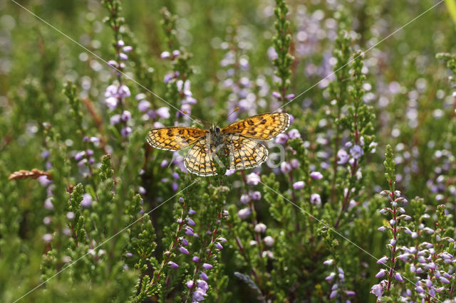 Westelijke parelmoervlinder (Melitaea parthenoides)