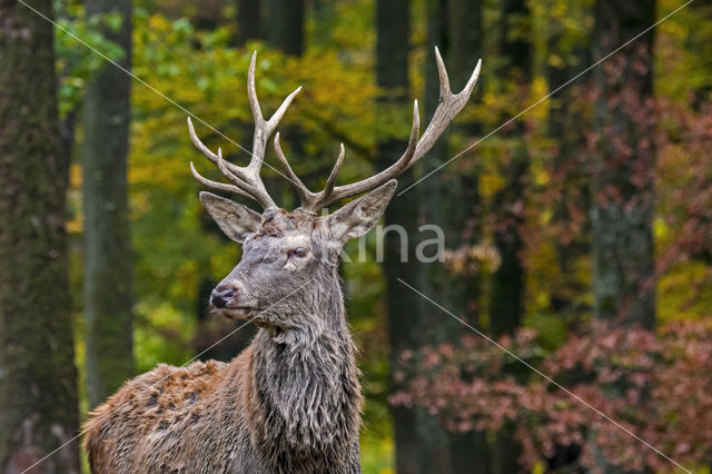 Red Deer (Cervus elaphus)