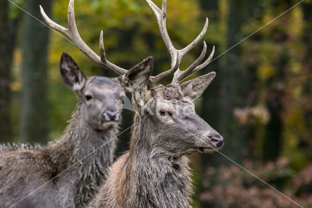 Red Deer (Cervus elaphus)